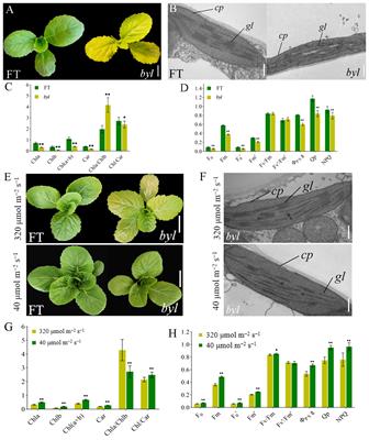 Brchli1 mutation induces bright yellow leaves by disrupting magnesium chelatase I subunit function in Chinese cabbage (Brassica rapa L. ssp. pekinensis)
